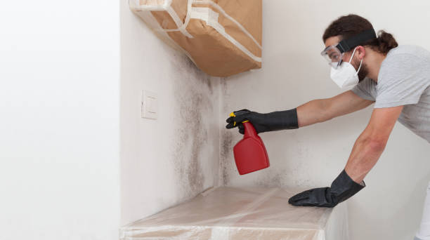 Professional Basement Mold Remediation technician working in Traverse City, MI