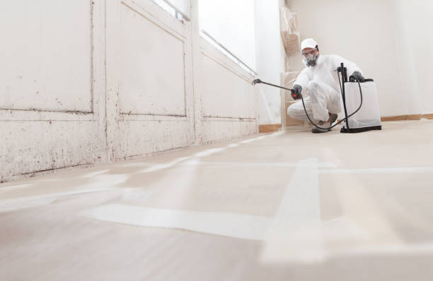24/7 Emergency Basement Mold Remediation experts in Traverse City, MI