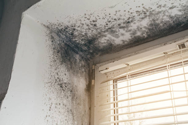 Affordable Basement Mold Remediation solutions in Traverse City, MI