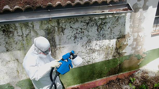 Top rated local Basement Mold Remediation specialists in Traverse City, MI